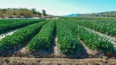 Banner de la categoría Campos|Parcelas