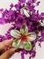Pregadeira de flor GRANDE