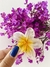 Pregadeira de flor Perolada