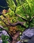 Plantas