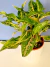 Aglaonema Lawan - comprar online