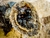 Polen De Abeja Melipona 150gr en internet