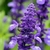 SALVIA AZUL