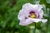 AMAPOLA DE CAMPO