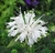 MONARDA