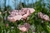 AMAPOLA ROSA - comprar en línea