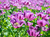 AMAPOLA DE CAMPO - comprar en línea