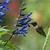 SALVIA AZUL - Vivero