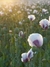 AMAPOLA DE CAMPO en internet