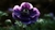 AMAPOLA DE CAMPO - Vivero