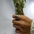 Anillo de Alpaca en internet