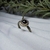 Anillo Plata .925 - comprar online