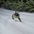 Anillo de Alpaca - comprar online