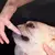 Imagem do Silicone macio pet dedo manguito escovas de dentes cão escova mau hálito tárt