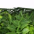 Jardín Vertical Sauce 50x50cm - comprar online