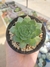 Sempervivum Mahogany - comprar online