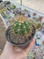 Melocactus Ernesti (Cabeça de Frade) na internet