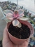 Echeveria Rainbow na internet