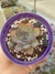 Echeveria Dark Ice - comprar online