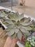 Echeveria Paniculata