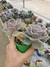 Echeveria Perle Von Nurnberg na internet