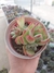 Echeveria Beatrice - comprar online