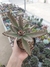 Kalanchoe Tomentosa - Orelha de Gato - comprar online