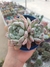 Echeveria Baena na internet