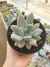 Pachyveria Draco - comprar online