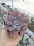 Graptoveria Debbie - comprar online