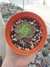 Graptoveria Jadeita na internet