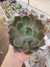 Echeveria Kisses - comprar online