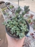 Corpuscularia Lehmannii (Coração Partido) - comprar online