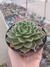 Echeveria Bubbaloo na internet
