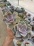 Echeveria Perle Von Nurnberg - comprar online