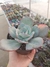 Echeveria Gila na internet