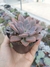 Graptoveria Debbie na internet