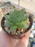 Sempervivum Mahogany na internet