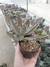 Kalanchoe Tomentosa - Orelha de Gato na internet