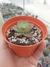 Graptoveria Jadeita - comprar online