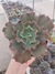 Echeveria Gibbiflora Mauna Loa - comprar online