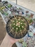 Melocactus Ernesti (Cabeça de Frade) - comprar online