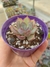 Echeveria Dark Ice na internet