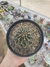Thelocactus Setispinus - comprar online