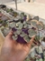 Ceropegia Woodii - Coração Emaranhado Variegata na internet