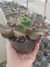 Echeveria Gibbiflora Mauna Loa na internet