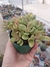 Crassula Money Maker Variegata - comprar online