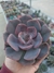 Echeveria Dusty Rose - comprar online