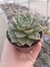 Echeveria Parva na internet