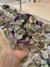 Ceropegia Woodii - Coração Emaranhado Variegata - comprar online
